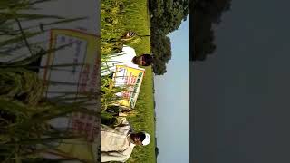 Vipro Bio Seeds (Amaranth 909 hy.)