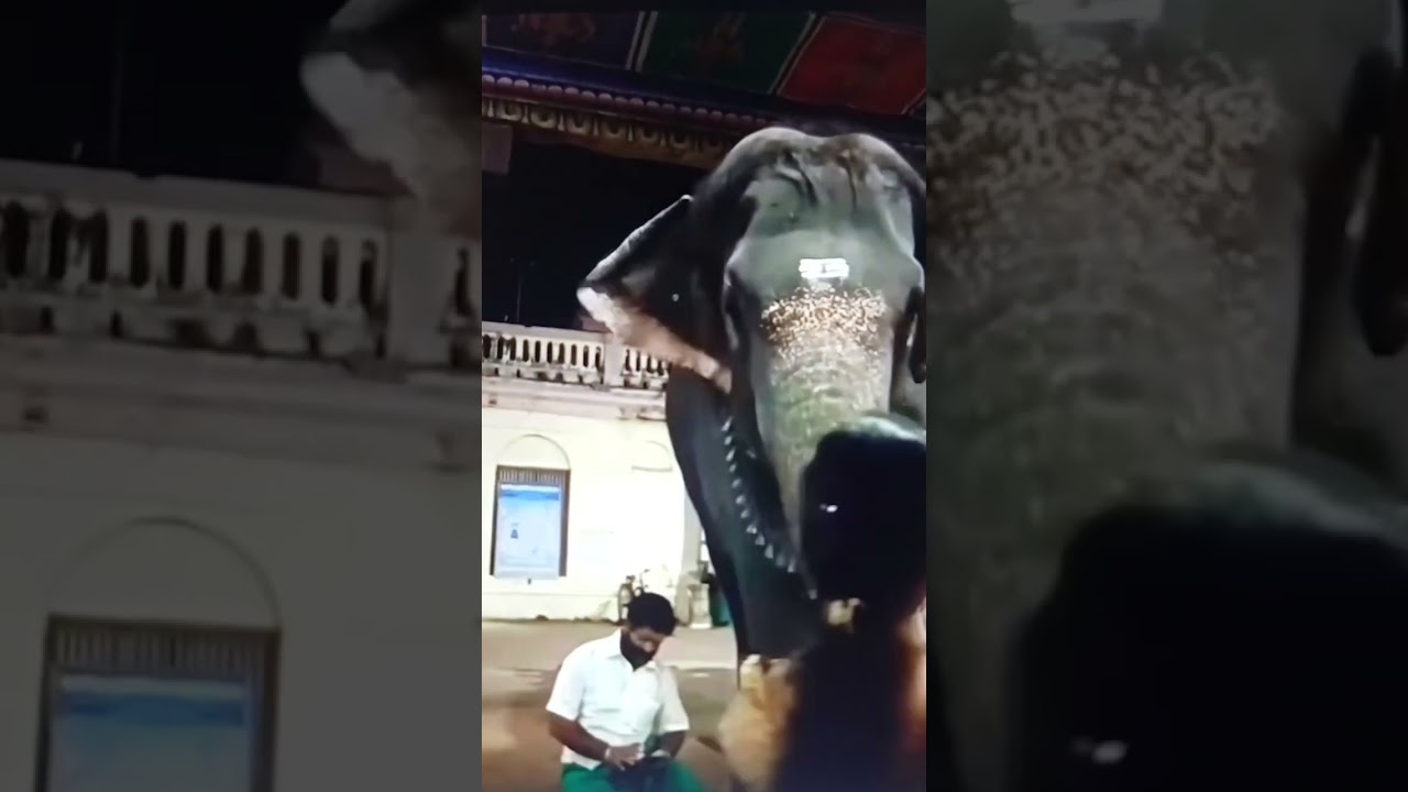 Watch Beautiful Elephant । #shorts #short #shortfeed #youtubeshorts #shortsfeed on YouTube Watch Beautiful Elephant । #shorts #short #shortfeed #youtubeshorts #shortsfeed on YouTube