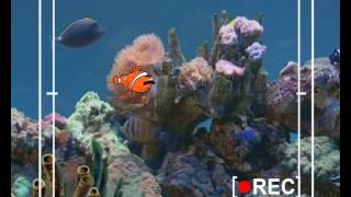 Harbi Tivi - Memo Belgesel