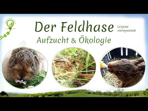 Feldhasenjunges: Aufzuchttipps, Erfolgsgeschichte + Feldhase Ökologie, Gefährdung, Schutz & Bejagung