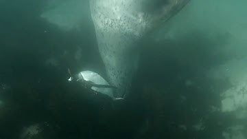 A Leopard Seal catches a Penguin
