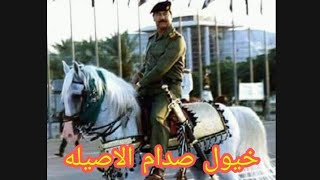 خيول صدام حسين الأصيلة في الزوراء قسم الافراس والامهار