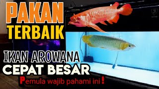 Tips Arwana Cepat Besar Diberi Makan Kodok