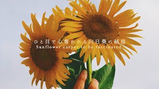ひまわり畑で最高の夏景色を。【in 観光農園花ひろば】
