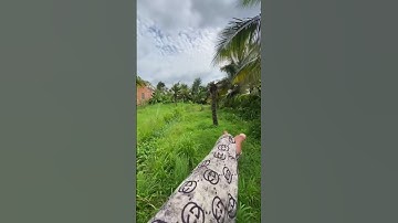 Nhà vườn giá ngợp #bds #nhàgiárẻ #nhàvườngiárẻ #bdstiengiang #tongtuanh