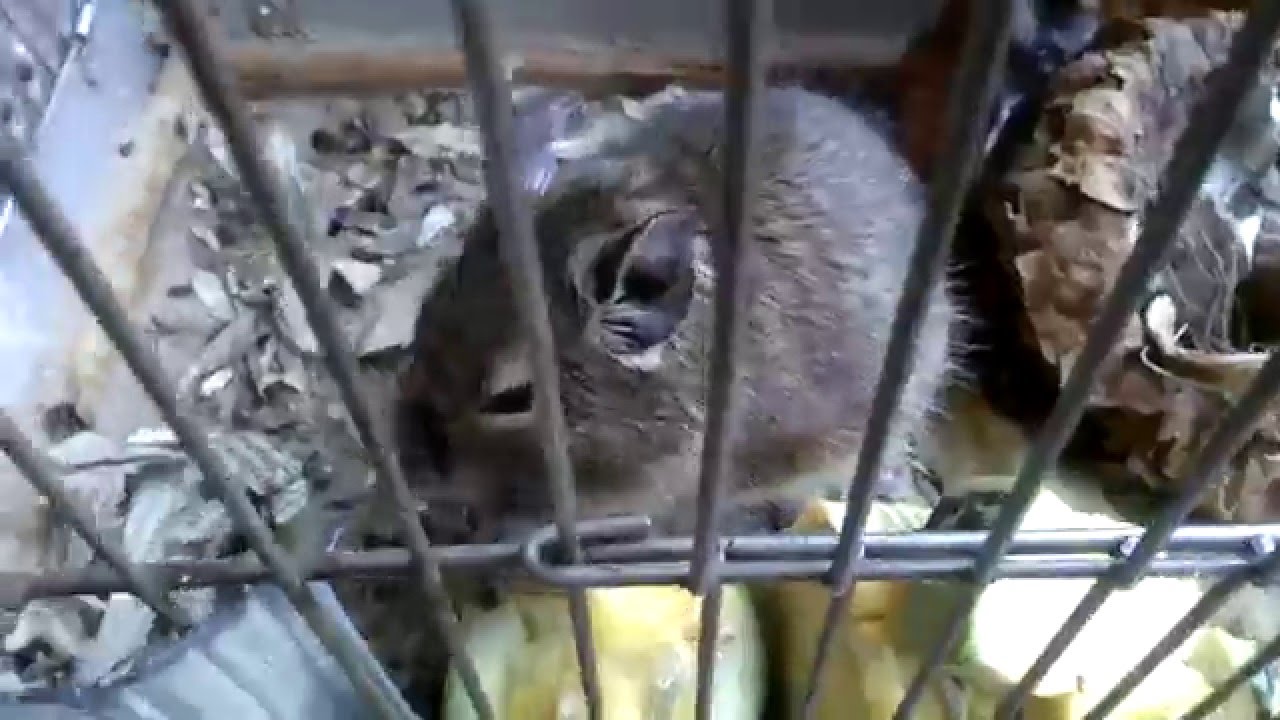 Белка Дегу ест тыкву - YouTube