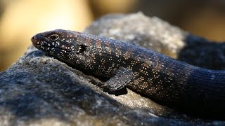 Cunningham's skink