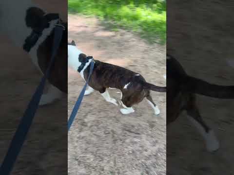Foster dog Bennie walks in Manomin Park | Part 2 #fosterdogs #puppy #pitbull #fosterpuppies