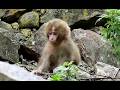 Baby monkey to relax on a rocky place