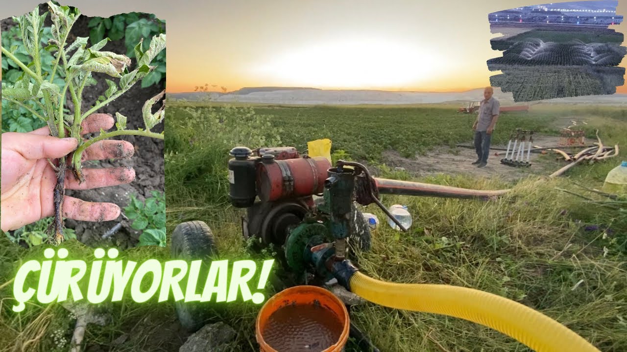 KÖK ÇÜRÜKLÜĞÜ İLE MÜCADELE~YENİ TABANCALAR~SULAMALAR BAŞLADI