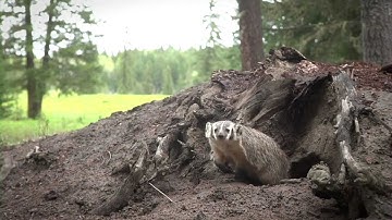 Protecting British Columbia