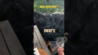 Nano from Raro 🐕🌴 #islandlife #dogs #freedogs