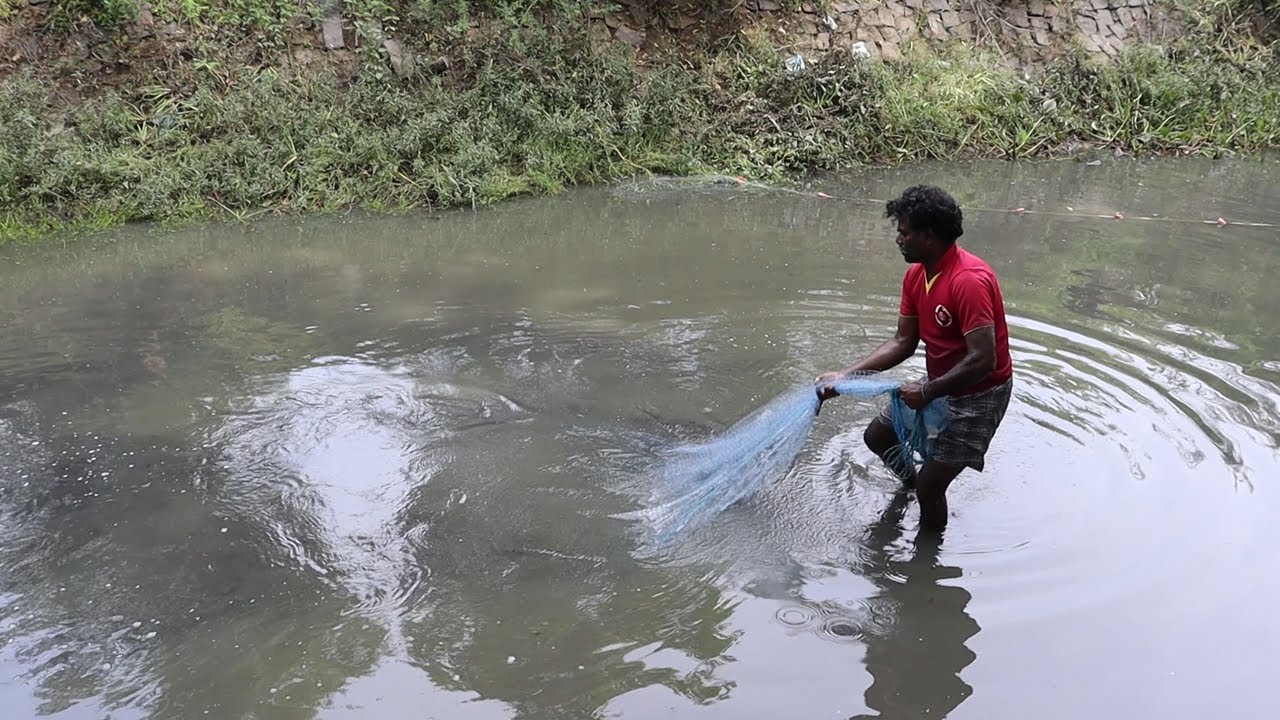 Cast net fishing catching lot of Tilapia Fish YouTube