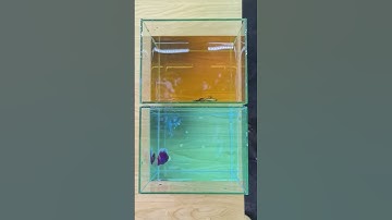 Bí kiếp dưỡng cá BETTA? #Short