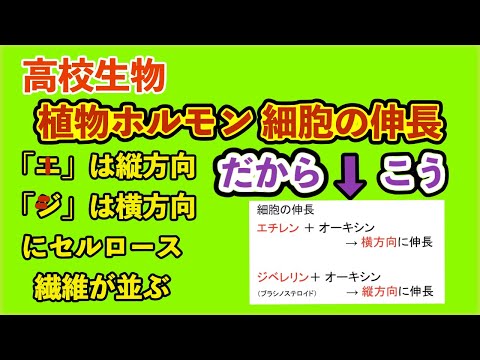 高校生物「細胞の伸長　エチレン&オーキシン、ジベレリン&オーキシン」