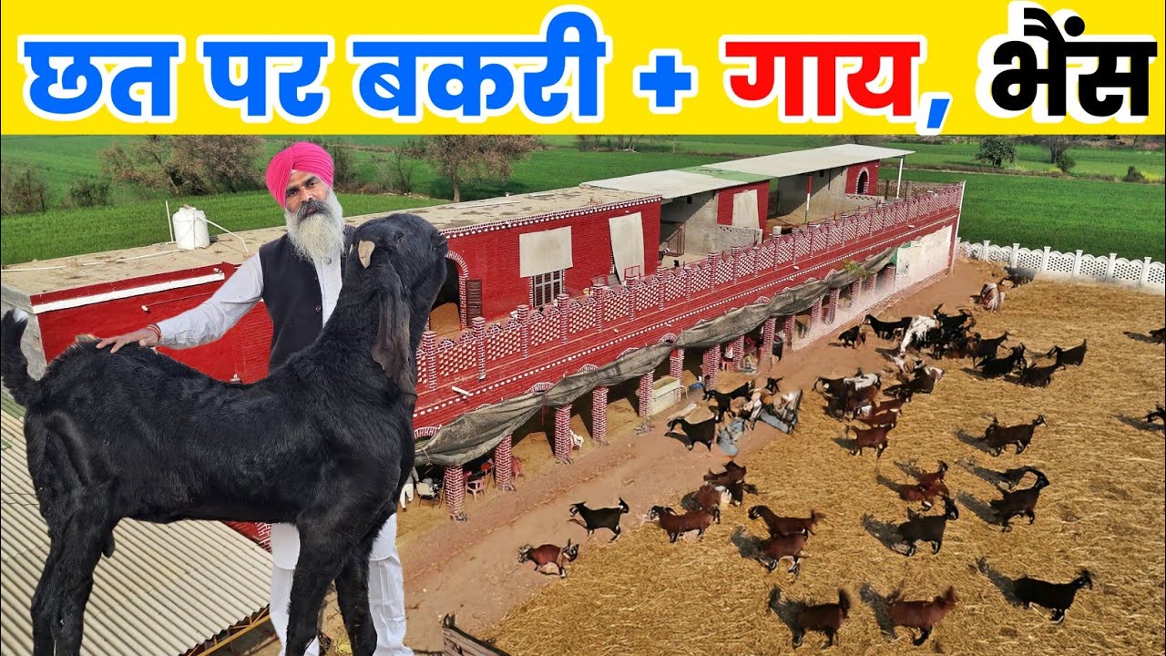 छत पर बकरी 😱 नीचे गाय-भैंस घोड़ा | ऐसा फार्म नहीं देखा होगा | Farm tour
