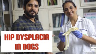Hip dysplasia in dogs|| hospital tour Dr Lakhsmi Srinivasan