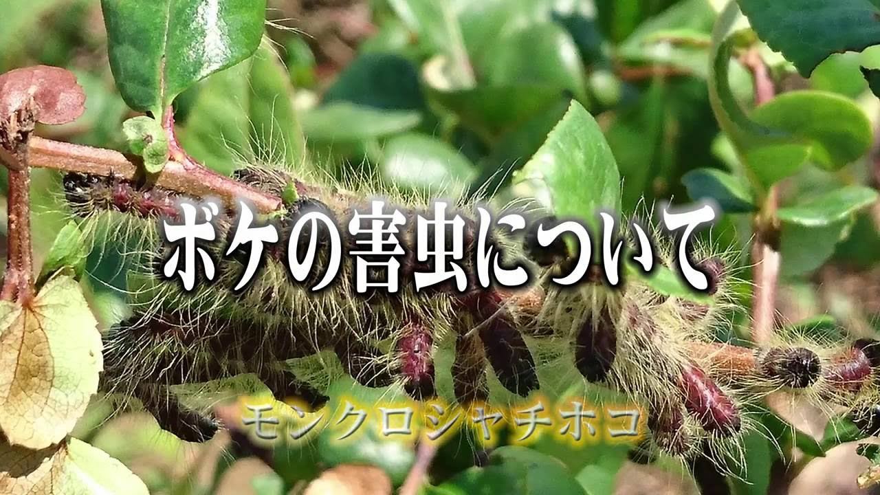 ボケの害虫について 16 09 04 Youtube ボケの害虫について 16 09 04 Youtube