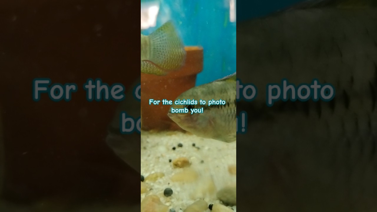 Gotta love cichlids!! #aquarium #fishtank #fish