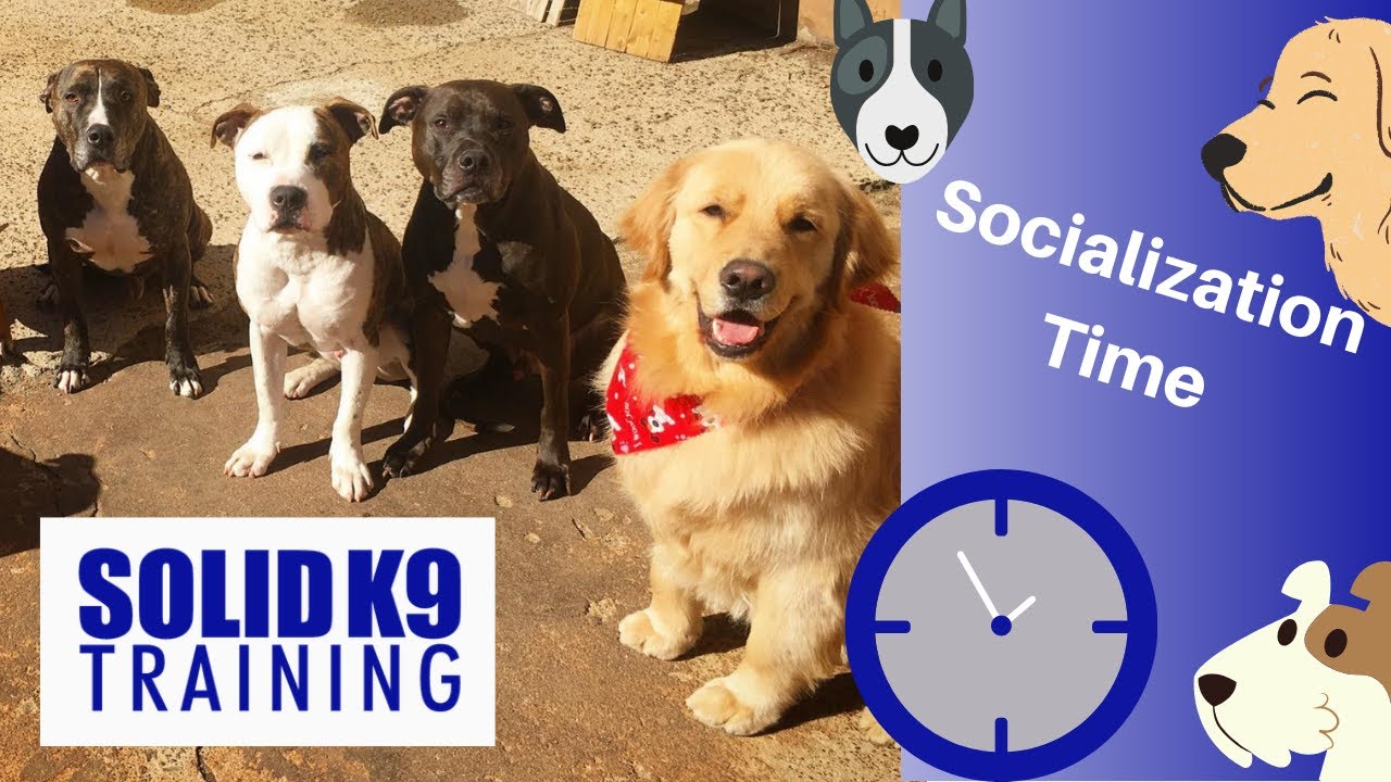 solid k9 training seminars