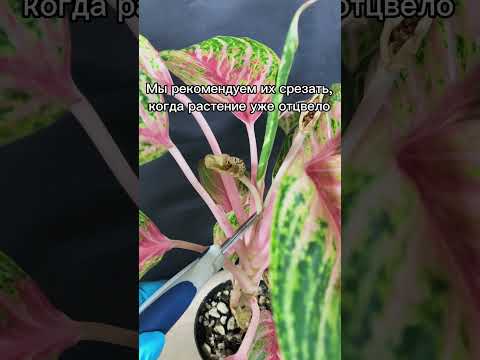 Video: Je aglaonema izbová rastlina?