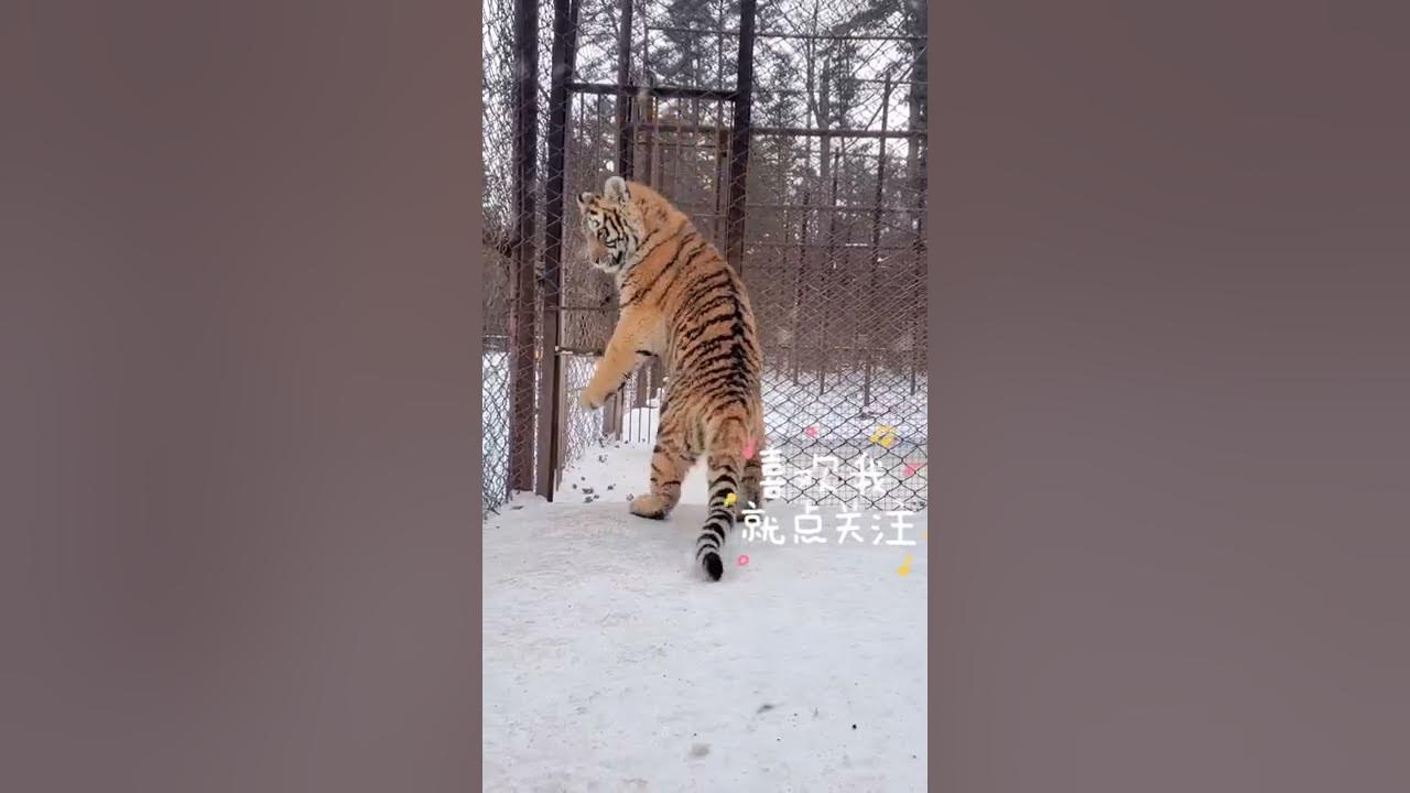 How many Siberian tigers are left YouTube