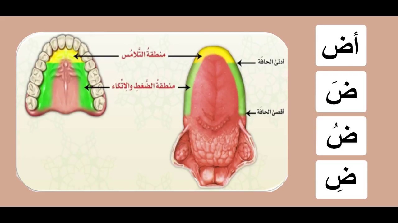 Алфавит таджвид. Махрадж ДОД. Махрадж арабского алфавита Айман Сувейд. Махраж.таджвид. Махрадж буквы ДОД.