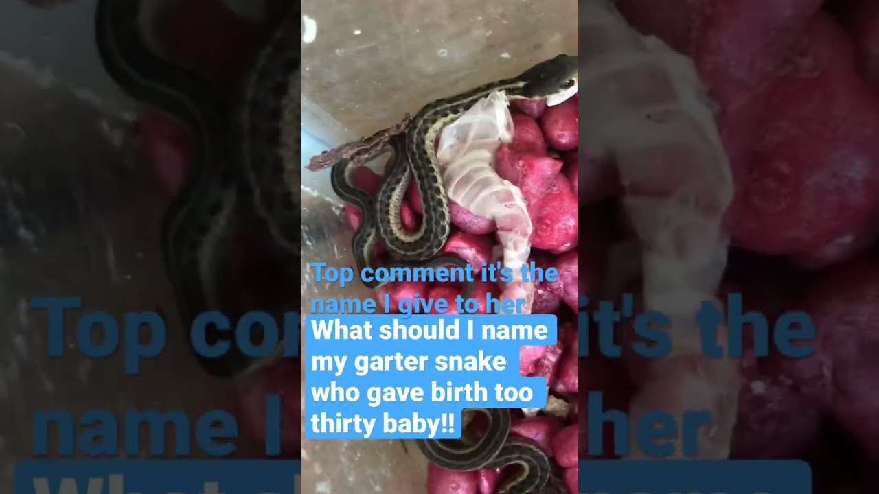 Garter snake name