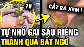 Tự làm SẦU RIÊNG KHÔNG GAI, cô gái khiến dân mạng bất ngờ khi KHUI THÀNH QUẢ | Tin 3 Phút