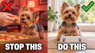 10 Things You MUST Stop Doing to Your Yorkie