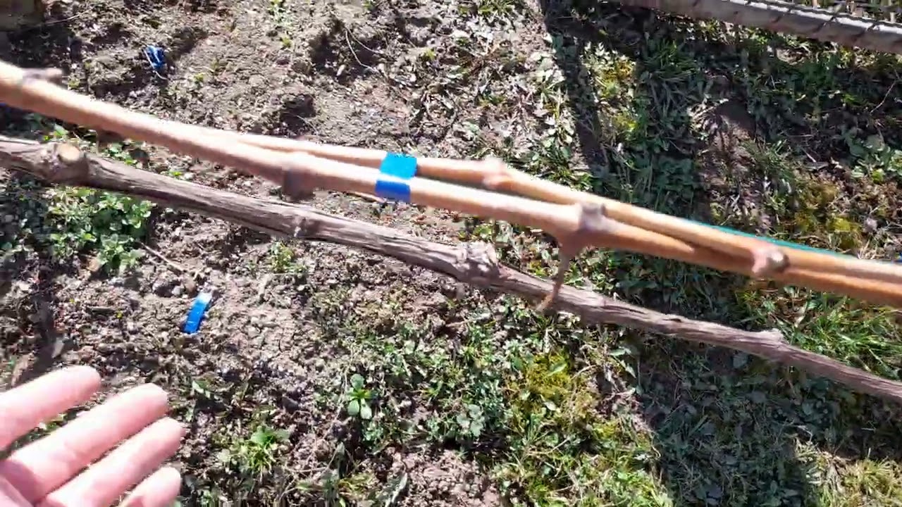 Orezivanje(Šišanje) vinograda najjednostavnija metoda:  ,,Četiri ruke