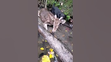 Beburu rusa di hutan Papua. ikut masyarakat lokal beburu menggunakan anjing. #shorts #berburu #rusa
