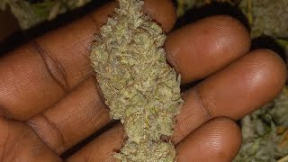 Indoor harvest 2023 part 2: buds are dense! piff mint strain