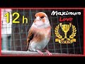 12h GOLDFINCH Mule Training Song