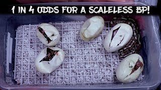 My Most Exciting Clutch of the Year!  Will I Hit the Scaleless Ball Python? by Chris Hardwick 4,198 views 1 year ago 17 minutes