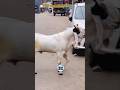 2026 Bakra Eid Ke Liye Kota😍 #bakraeid #bakraeid2026 #bakraeidspecial #bakra #goat #biggoats #shorts
