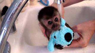 baby monkey nala gets a bath