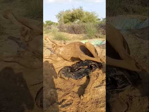 أ ن ب وب ال م اء ي ت ع ل ق ب ر ج ل ي الر اع ي ف ي م ش ه د ط ر يف