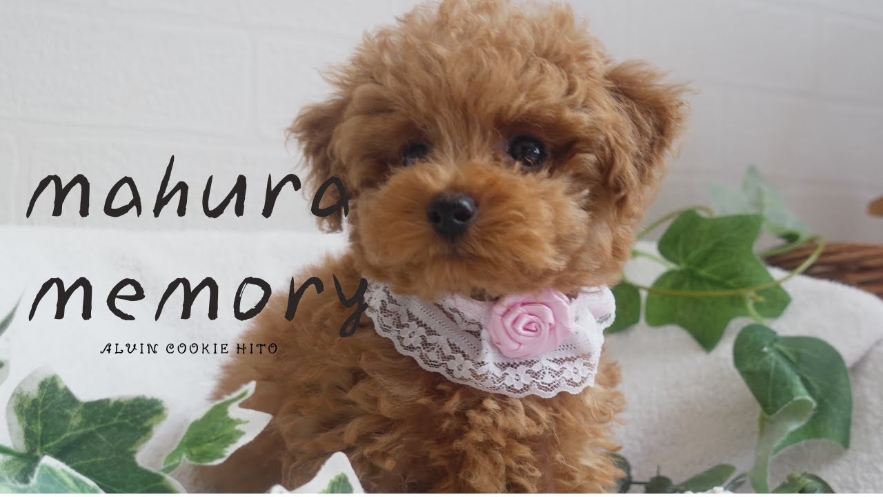 トイプードルブリーダー】出産後～子犬の巣立ち後の様子・成長記録