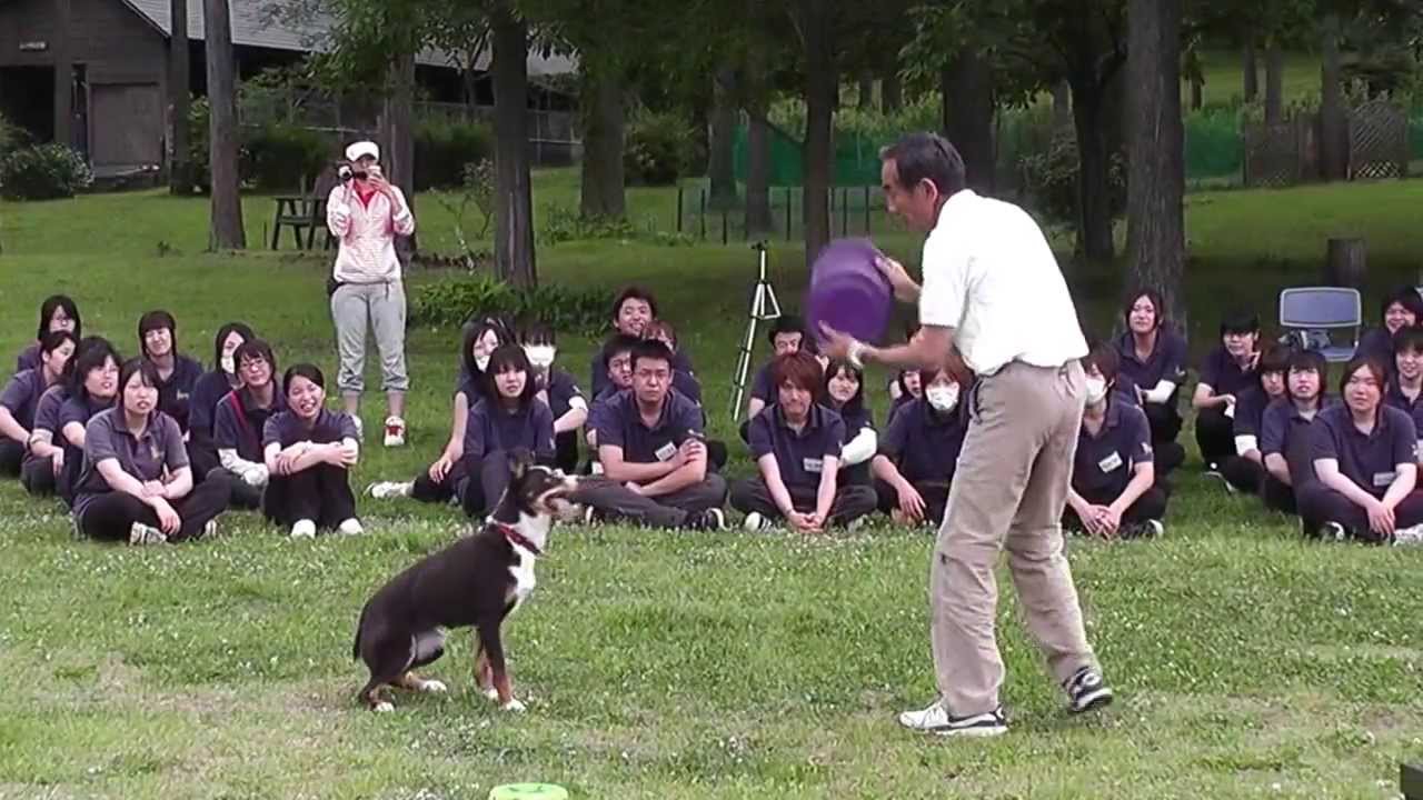 犬にフリスビーが直撃 ぶつかるのを回避する為の練習方法とは Hotdog ミニチュアダックスフンドブログ