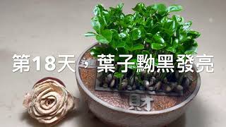 118.《柚子種子盆栽》 分享-5 「姑奶奶美食」