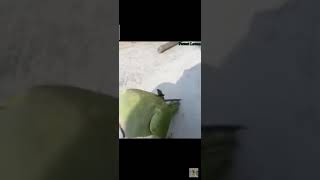 Parrot talking good Ringneck Talking Parrot Rosie | Having So Much Fun With Mitthu Talking Parrot