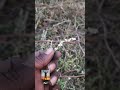💥பொங்கல் பூ❗️ 🌻 | pongal poo❗️#shortvideo