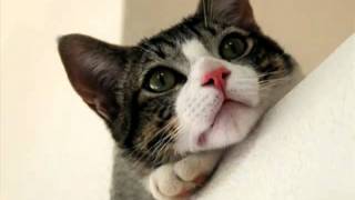 Animal Inns Of America - Animal Hospital, Garden Grove, CA