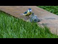 Blue Tit Chicks First Flight