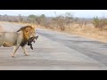 Female hyena kills a cub, followed up 3 days later by a male lion killing another baby (same clan)