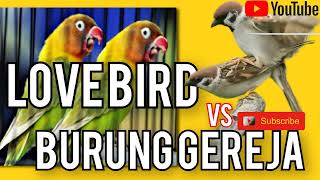 Masteran LOVEBIRD vs GEREJA TARUNG