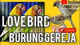 Masteran LOVEBIRD vs GEREJA TARUNG