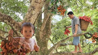 VIDEO FULL:60 Days Build Garden-Harvest Stone snails, Sponge Gourd,Tomato,lychee,corn go market sell