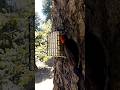 Acorn Woodpecker🐦Lunchtime Suet Peck #acornwoodpecker